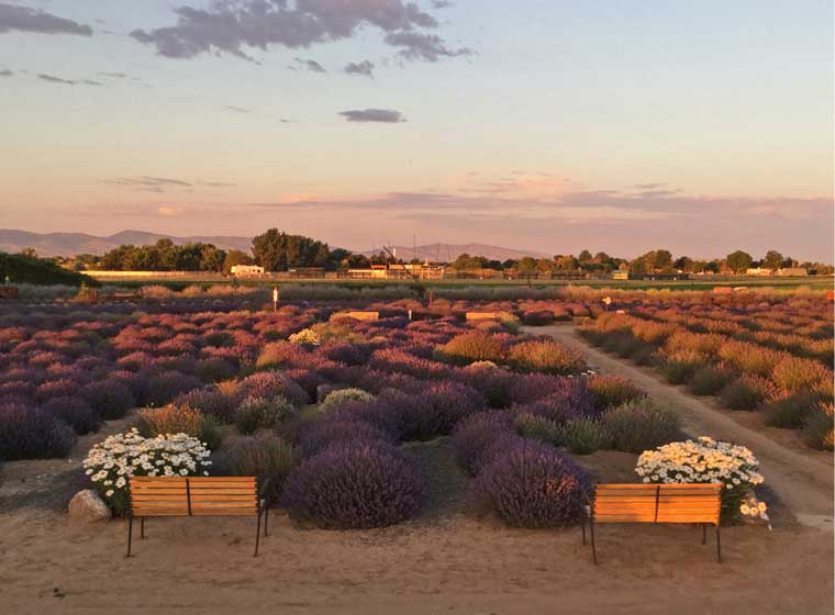 benches and lavender plants Lavender Boulevard