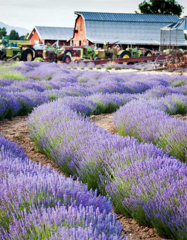 French curve planting of lavender with classic barns and tractors in background