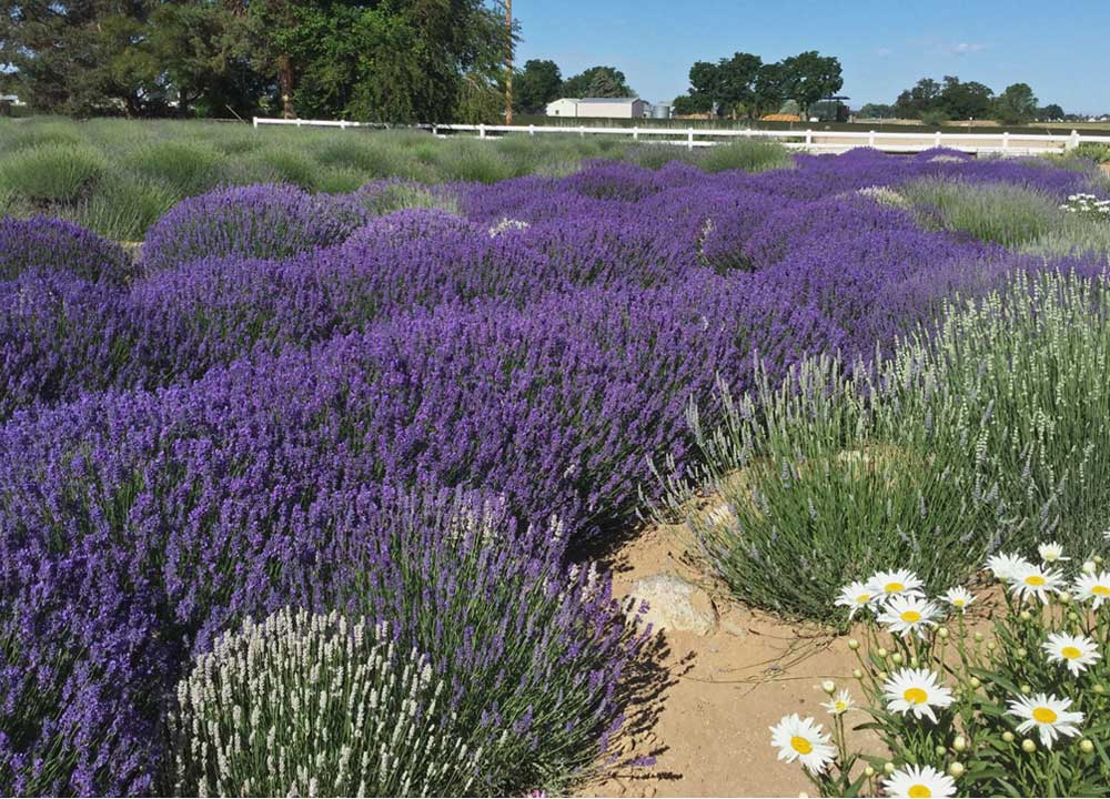 purple and white lavender plants with daisies