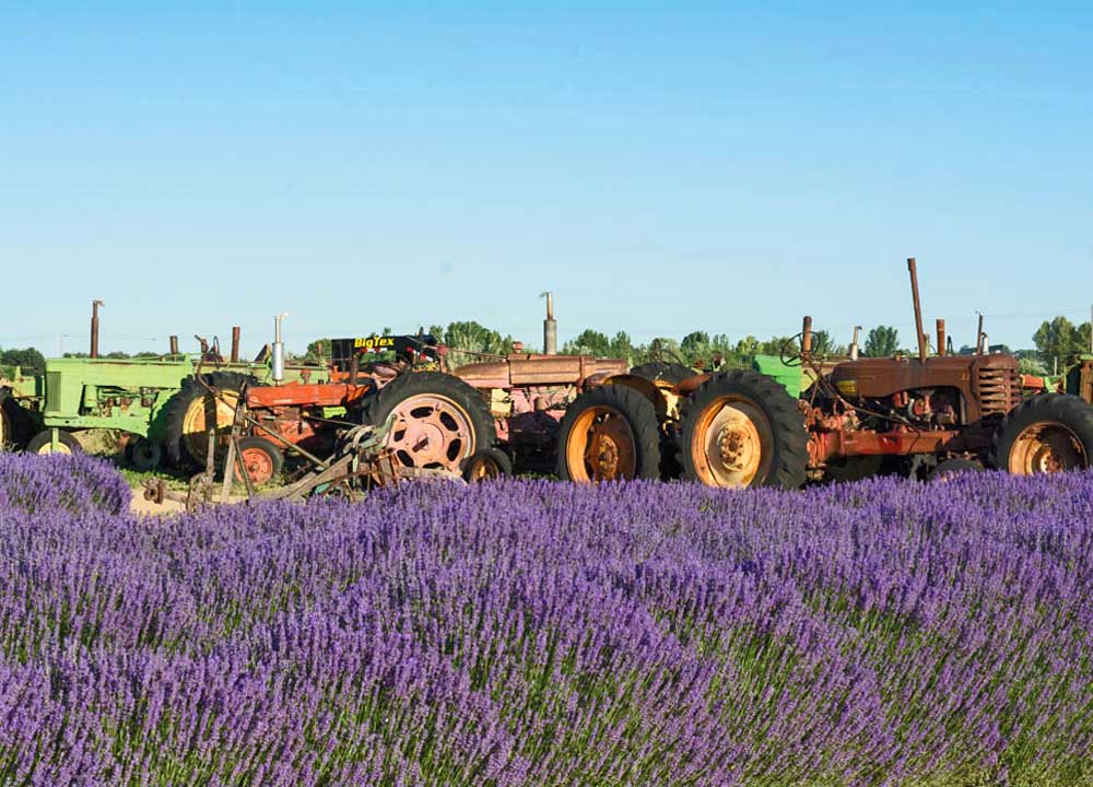 purple lavender field with old antique farm tractors